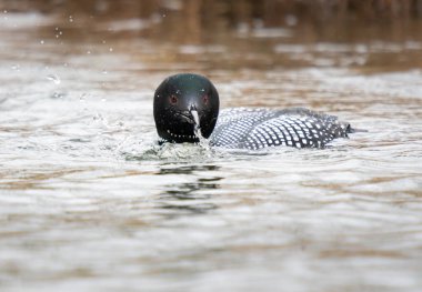 Kanadalı deli doğada