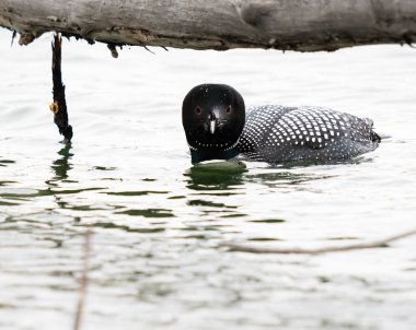 Kanadalı deli doğada