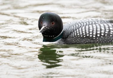 Kanadalı deli doğada