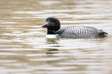 Kanadalı deli doğada