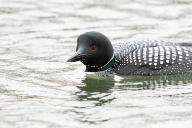 Kanadalı deli doğada