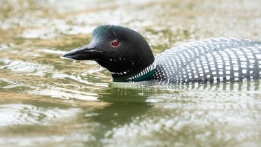 Kanadalı deli doğada
