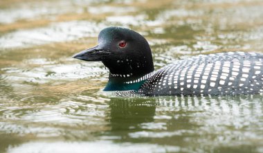 Kanadalı deli doğada