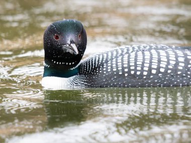 Kanadalı deli doğada