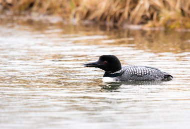 Kanadalı deli doğada