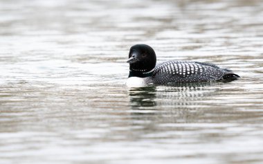 Kanadalı deli doğada