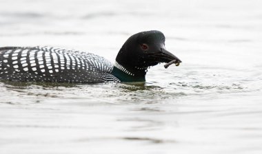 Kanadalı deli doğada
