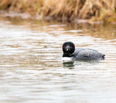 Kanadalı deli doğada