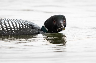 Kanadalı deli doğada