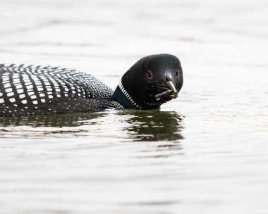 Kanadalı deli doğada
