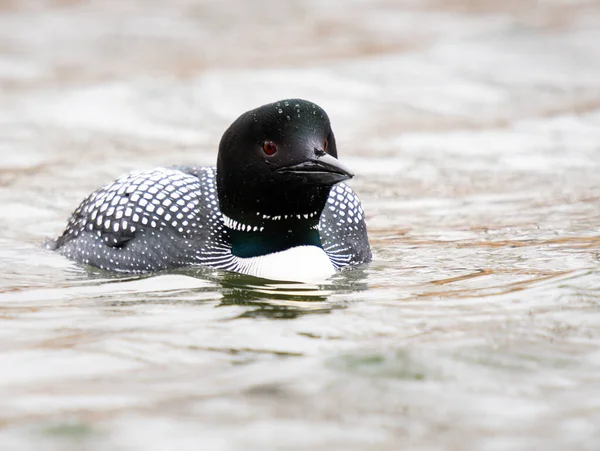 Kanadalı deli doğada