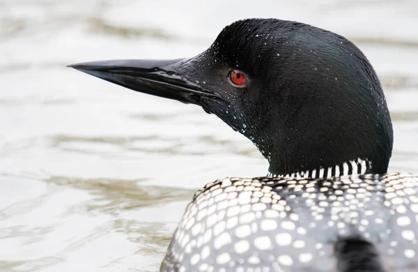 Kanadalı deli doğada