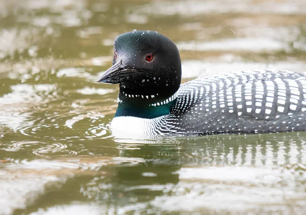 Kanadalı deli doğada