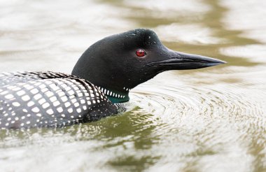 Kanadalı deli doğada