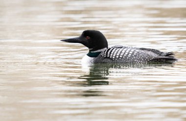 Kanadalı deli doğada