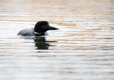 Kanadalı deli doğada