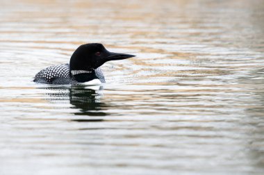 Kanadalı deli doğada