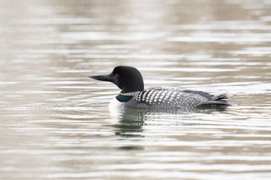 Kanadalı deli doğada