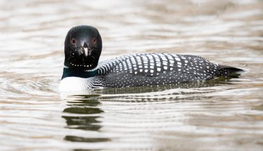 Kanadalı deli doğada