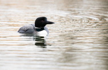Kanadalı deli doğada