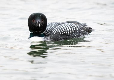 Kanadalı deli doğada