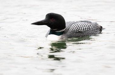 Kanadalı deli doğada