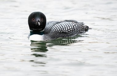 Kanadalı deli doğada