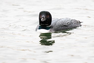 Kanadalı deli doğada