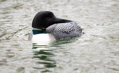 Kanadalı deli doğada