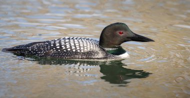 Kanadalı deli doğada