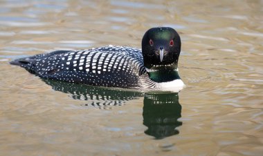 Kanadalı deli doğada