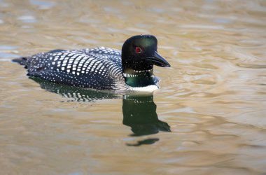 Kanadalı deli doğada