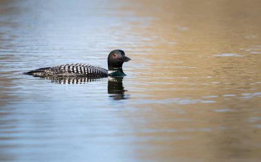 Kanadalı deli doğada