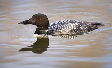 Kanadalı deli doğada