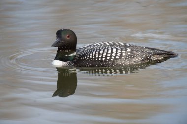 Kanadalı deli doğada