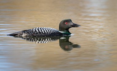 Kanadalı deli doğada