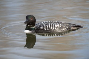 Kanadalı deli doğada