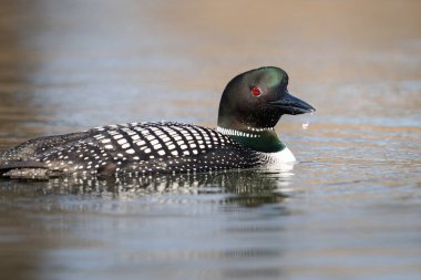 Kanadalı deli doğada