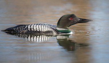 Kanadalı deli doğada