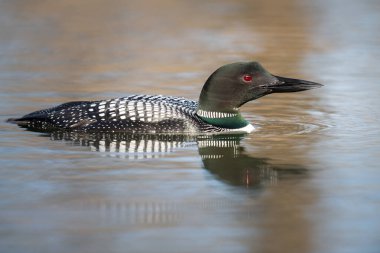 Kanadalı deli doğada