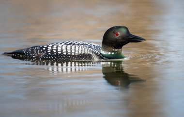 Kanadalı deli doğada