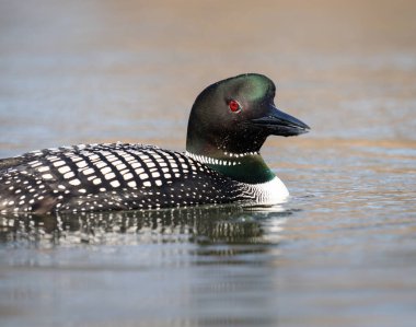 Kanadalı deli doğada