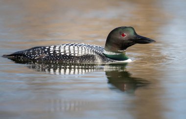 Kanadalı deli doğada