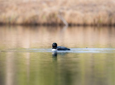 Kanadalı deli doğada