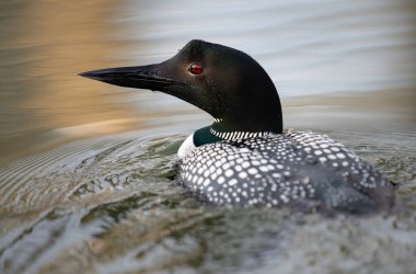 Kanadalı dalgıç kuşu baharda