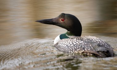 Kanadalı dalgıç kuşu baharda