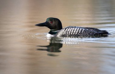 Kanadalı dalgıç kuşu baharda