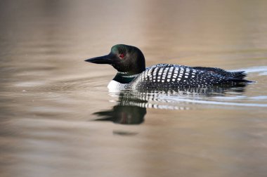 Kanadalı dalgıç kuşu baharda