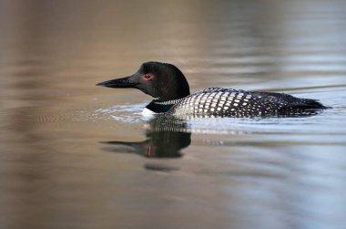 Kanadalı dalgıç kuşu baharda