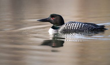 Kanadalı dalgıç kuşu baharda